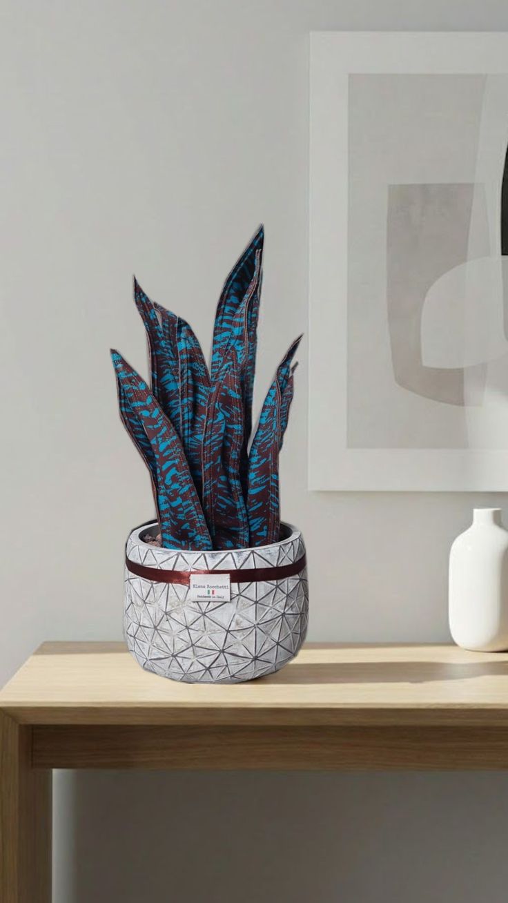 Sanseveria Grande